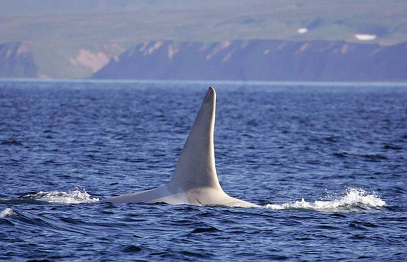 Avistamiento por primera vez de una orca blanca adulta